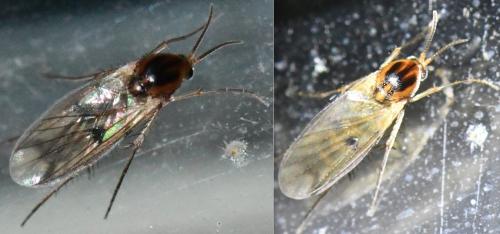 Mycetophila sp.